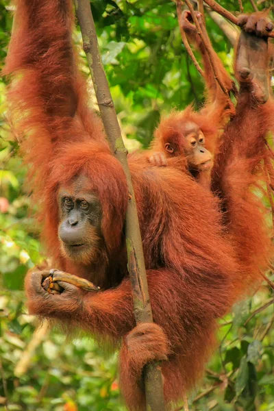 Female Sumatran orangutan with a baby hanging in the trees, Gunu — Stock Photo, Image