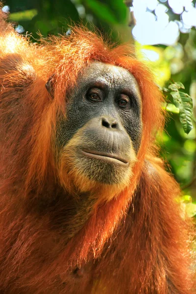 Retrato de una hembra orangután de Sumatra en Gunung Leuser Nationa —  Fotos de Stock