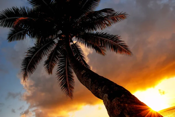 Lutande palmträd vid soluppgången i Lavena by på Taveuni ö — Stockfoto