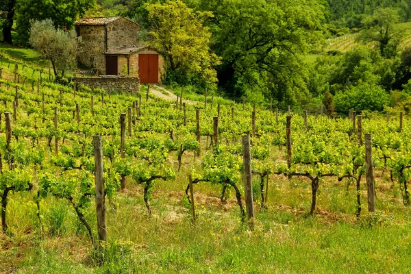 Wijngaard met een kleine boerderij in Montalcino, Val d'Orcia, Tusc — Stockfoto