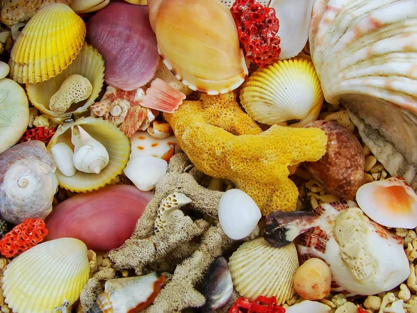 Snäckskal och döda koraller på en strand — Stockfoto