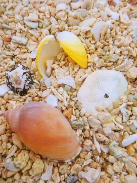 Pequenas conchas na praia — Fotografia de Stock