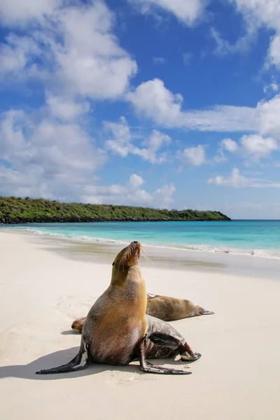 Lobos marinos de Galápagos en la playa de Bahía Gardner, Isla Española — Foto de Stock
