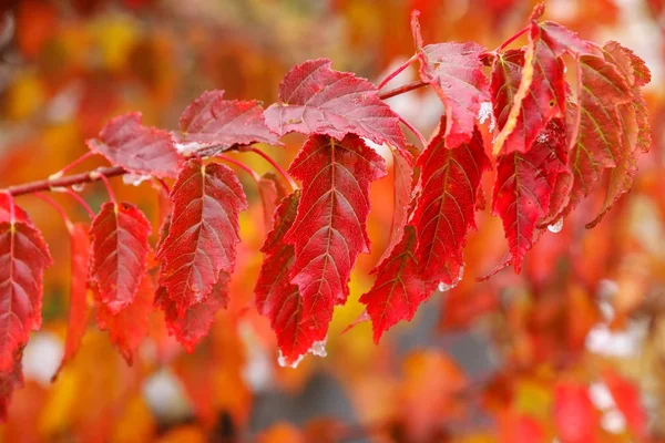 Primer plano de hojas de arce de amur rojo —  Fotos de Stock