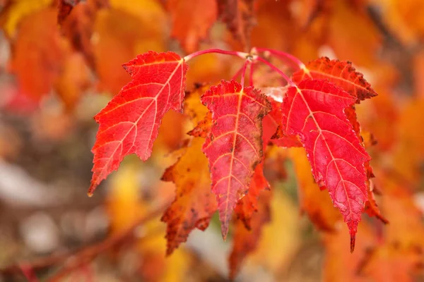 Close-up of red amur maple tree leaves — Stock Photo, Image