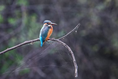 Keoladeo bir sopa üzerinde oturan ortak arası kingfisher (Alcedo şuna)