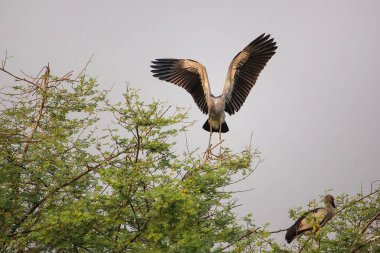 Asya openbill leylek (Anastomus oscitans) Keoladeo Gana Nati