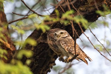 Benekli owlets (Athene brama) Keoladeo Ghan bir ağaçta oturup...