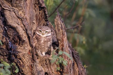 Benekli owlet (Athene brama) Keoladeo Gana bir ağaçta oturuyor