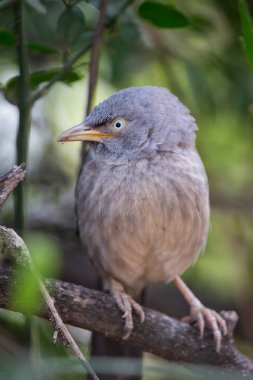 Keoladeo bir ağaçta oturup..... orman yedikardeşi (Turdoides striata)