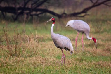 Sarus vinçler (Grus antigone) Keoladeo Gana Milli Parkı, Bh '