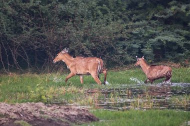Keoladeo Gana milli parkta yürüyüş buzağı ile kadın Nilgai,