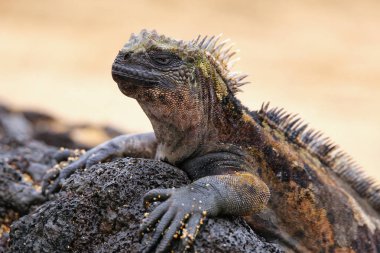 Santiago Adası, Galapagos Milli Parkı, Ecuad tarihinde deniz Iguana