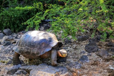 Galapagos dev kaplumbağa Charles Darwin araştırma istasyonu s