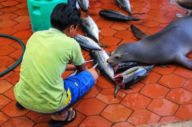 Yerel adam kesme balık Puerto Ayora Santa Cr Tarih içinde belgili tanımlık çarşı