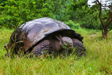 Galapagos dev kaplumbağa Santa Cruz Adası Galapagos Natio '