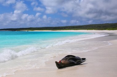 Galapagos deniz aslanı ben yalan Gardner Bay, Espanola plaj