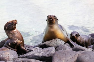 Galapagos deniz aslanları Espanola Isl Suarez noktada kayaların üzerinde yalan