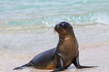 Galapagos sea lion at the beach on Espanola Island, Galapagos Na clipart