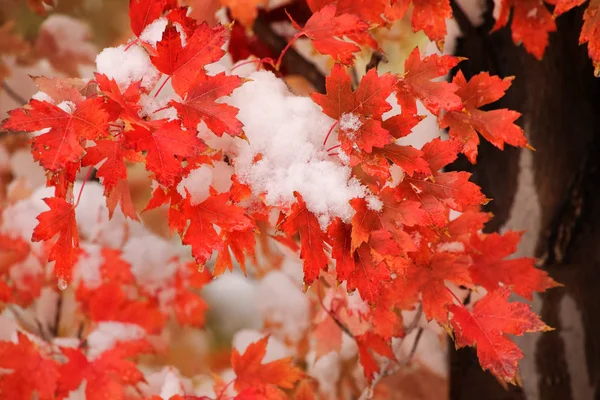 Sugar maple tree branch with fresh snow