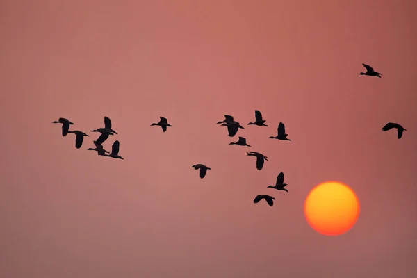 Gün batımında Keoladeo Gana ülkedeki uçan daha az ıslıkçı ördek — Stok fotoğraf