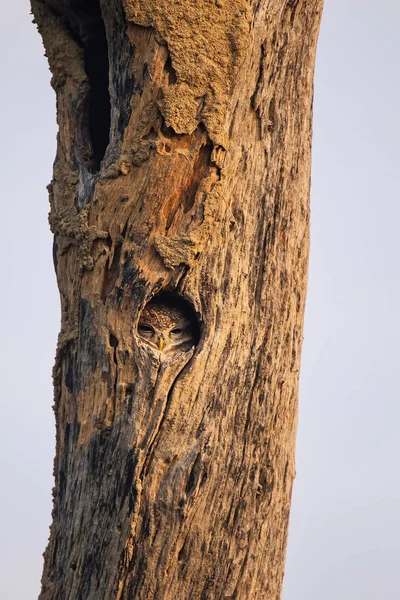 Gefleckte Eule (athene brama) sitzt in einer Senke eines Baumes in ke — Stockfoto