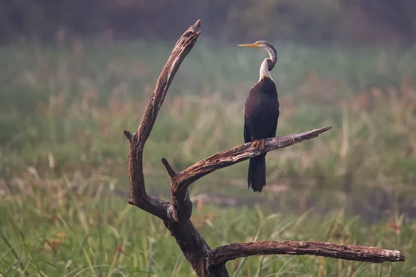 Oriental darter (Anhinga melanogaster) sitting on a tree in Keol — Stock Photo, Image