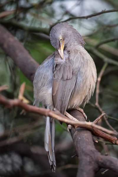 Babbler della giungla (Turdoides striata) seduto su un albero a Keoladeo — Foto Stock