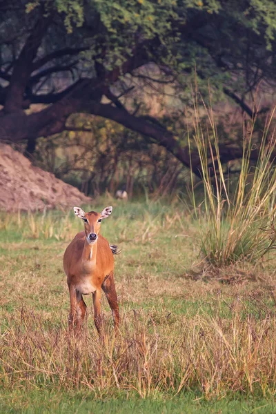 Nilgai fêmea (Boselaphus tragocamelus) em Keoladeo Gana Nation — Fotografia de Stock