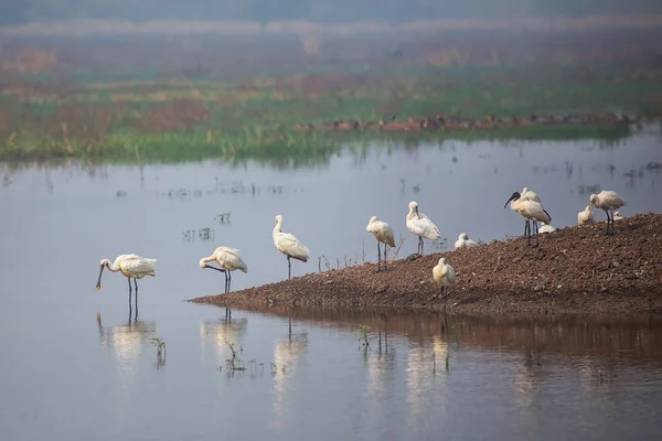 Eurasian spoonbills standing in a lake in Keoladeo Ghana Nationa — Stock Photo, Image