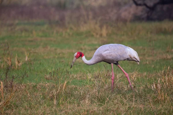 Sarus kraan (Grus antigone) in Keoladeo Ghana National Park, Bha — Stockfoto