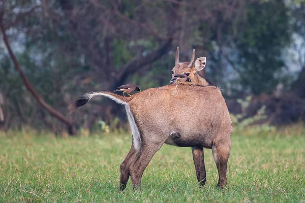 Mannelijke Nijlgau (Boselaphus tragocamelus) met Brahmini mynas sittin — Stockfoto