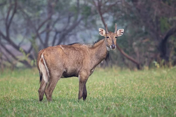 Mężczyzna Nilgai (Boselaphus tragocamelus) stojący w Ghanie Keoladeo — Zdjęcie stockowe