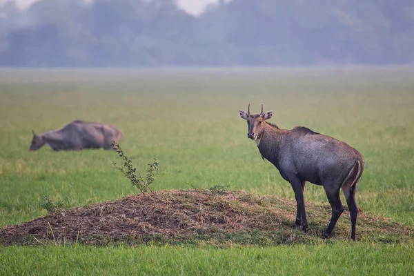 Masculino Nilgai (Boselaphus tragocamelus) em pé em Keoladeo Gana — Fotografia de Stock