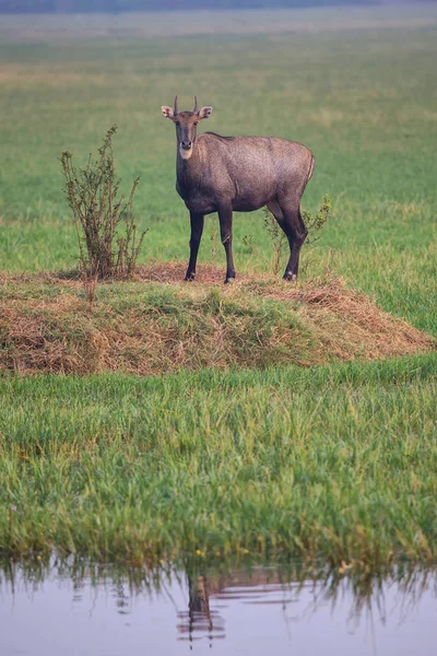 Mężczyzna Nilgai (Boselaphus tragocamelus) stojący w Ghanie Keoladeo — Zdjęcie stockowe