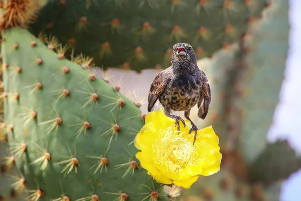 Finch cacto comum sentado em uma flor de cacto, Santa Cruz Islan — Fotografia de Stock