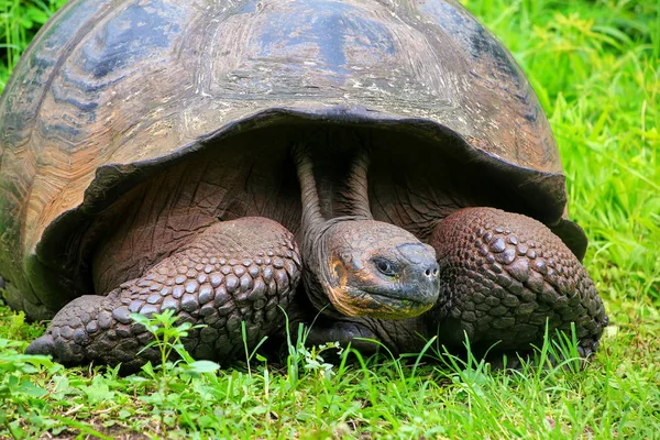 Galápagos tortuga gigante en Isla Santa Cruz en Galápagos Natio — Foto de Stock