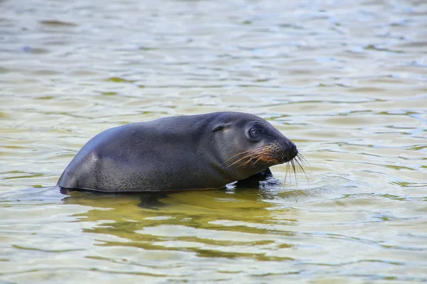 Galapagos Seelöwe spielt in der Gardner Bay, Espanola Island, Gala — Stockfoto