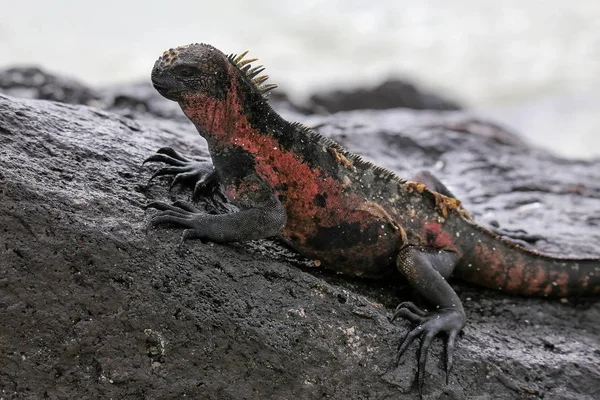 Iguana marina en Isla Española, Parque Nacional Galápagos, Ecuad — Foto de Stock