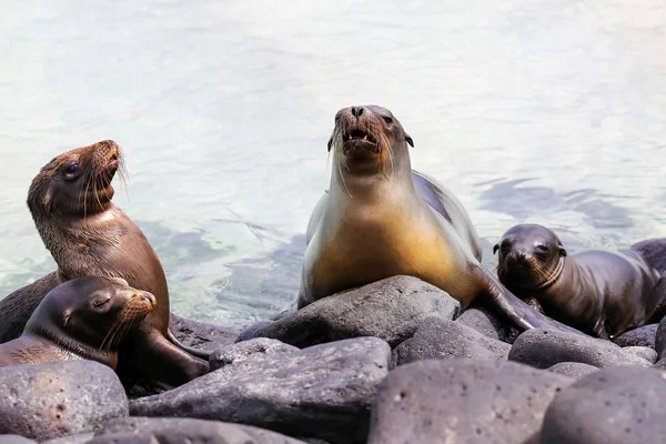 Galapagos lachtani leží na skále na místě Suarez, Espanola Isl — Stock fotografie