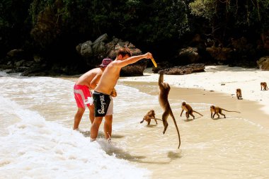 Krabi, Tayland - 30 Kasım: Yengeç yiyen besleme kimliği belirsiz erkek