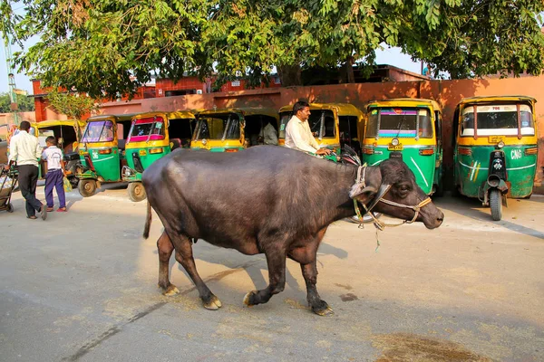 AGRA, INDIA-8 DE NOVIEMBRE: Búfalo de agua caminando por la calle en T — Foto de Stock