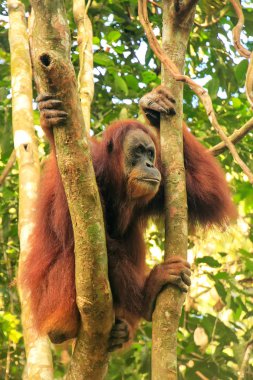 Gunung Leuser Nat bir ağaçta oturuyor ve kadın Sumatra orangutan