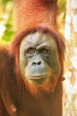 Gunung Leuser Nationa içinde bir kadın Sumatra orangutan portresi