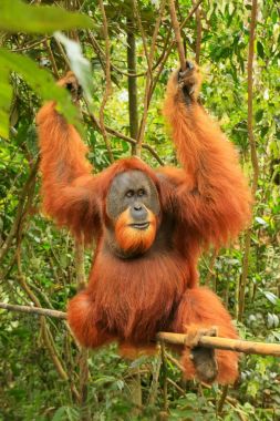 Gu bir bambu oturan erkek Sumatra orangutan (Pongo abelii)