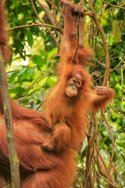 Orango di Sumatra bambino accanto alla madre n Gunung Leuser Natio — Foto Stock