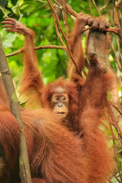 Baby Sumatran orangután junto a su madre y Gunung Leuser Natio —  Fotos de Stock