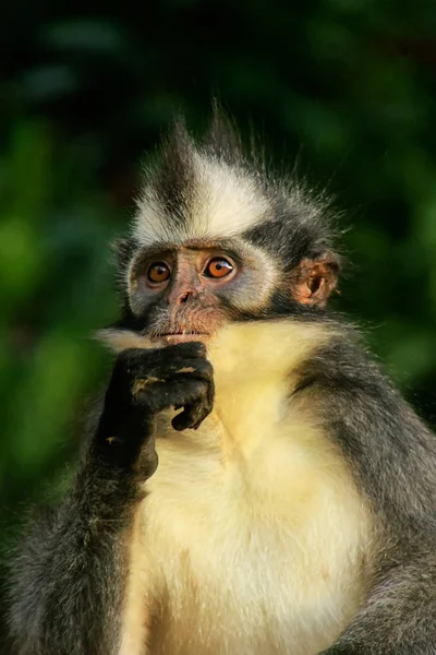 Портрет обезьяны из листьев Томаса в Национальном парке Гунунг-Лёузер, Б — стоковое фото