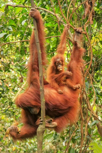 Orango femminile di Sumatra con un bambino appeso tra gli alberi, Gunu — Foto Stock