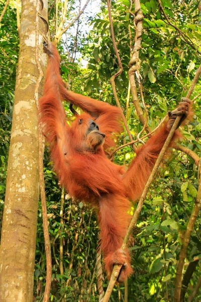 Orango femminile di Sumatra appeso tra gli alberi, Gunung Leuser Na — Foto Stock